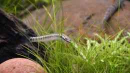 aquarium-von-dominik-at-the-riverbank_Stiphodon cf. rutilaureus (w)