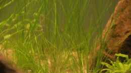 aquarium-von-dominik-at-the-riverbank_Eleocharis parvula