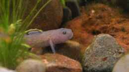 aquarium-von-dominik-at-the-riverbank_Rhinogobius rubromaculatus (m)