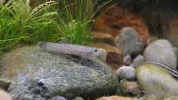 aquarium-von-dominik-at-the-riverbank_Rhinogobius rubromaculatus (w)