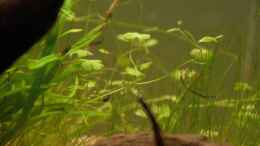 aquarium-von-dominik-at-the-riverbank_Hydrocotyle tripartita