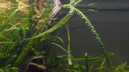 aquarium-von-dominik-at-the-riverbank_Cryptocoryne crisputala