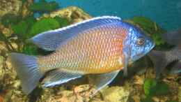 aquarium-von-stephan-krammer-becken-3333_Copadichromis borleyi Kadango red fin