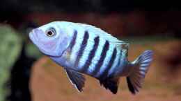 aquarium-von-stephan-krammer-becken-3333_Cynotilapia Afra