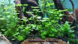 aquarium-von-dario-magic-aquascaping_