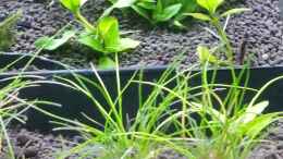 aquarium-von-dario-magic-aquascaping_