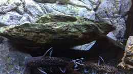 aquarium-von-aqua-jonas-between-the-worlds_Synodontis petricola