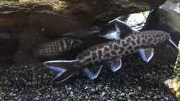 aquarium-von-aqua-jonas-between-the-worlds_Synodontis petricola Männchen