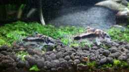 Foto mit Corydoras Habrosus