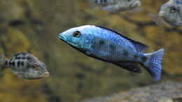 aquarium-von-manni-predators_ Fossorochromis rostratus (nicht mehr im Becken)