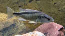 aquarium-von-manni-predators_Champsochromis spilorhynchus