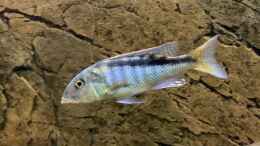 aquarium-von-manni-predators_Buccochromis rhoadesii