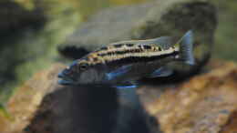 aquarium-von-manni-predators_Tyrannochromis Maculiceps von Mbenji