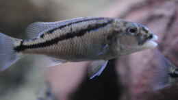 aquarium-von-manni-predators_Aristochromis Christyi (nicht mehr im Becken)