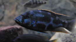 Foto mit Nimbochromis Livingstonii