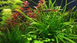 aquarium-von-franky2608-becken-33407_Kardinalfische