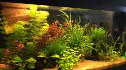 aquarium-von-franky2608-becken-33407_