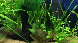 aquarium-von-franky2608-becken-33407_Panzerwels