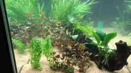 aquarium-von-franky2608-becken-33407_Seitliche Ansicht