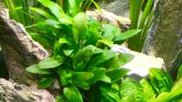 aquarium-von-steffi66-tanganjika-cavern_Cryptocoryne wendtii