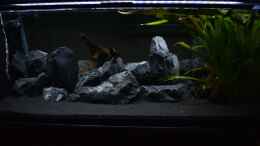 aquarium-von-bowa-malawibottich_