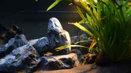 aquarium-von-bowa-malawibottich_