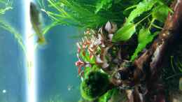 aquarium-von-spawngrow-garnelen-heimat_ludwigia 