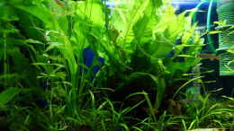 aquarium-von-blue-gardeners-paradise_