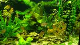 aquarium-von-micha-wb-becken-3345_Becken Rechts