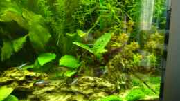 aquarium-von-micha-wb-becken-3345_