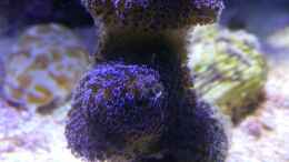 aquarium-von-luki79-aqua-medic-blenny_