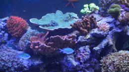 aquarium-von-wolfgang-k--meerwasseraquarium_montipora und co