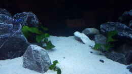 aquarium-von-malawi-tank-2-0-malawi-andy_