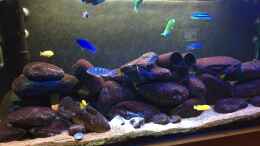 aquarium-von-sven-w--malawi-mbuna-tank-vor-umbau_