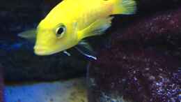 aquarium-von-sven-w--malawi-mbuna-tank-vor-umbau_Labidochromis caeruleusYellow