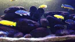 aquarium-von-sven-w--malawi-mbuna-tank-vor-umbau_