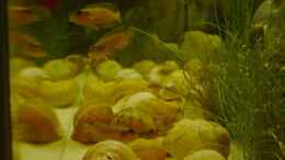 aquarium-von-holger-bellen-becken-3352_