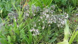 aquarium-von-frank-muth-naturnaher-folienteich-nur-noch-beispiel_Sumpf-Stendelwurz (Epipactis palustris)