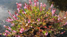 aquarium-von-frank-muth-naturnaher-folienteich-nur-noch-beispiel_Rotala rotundifolia in natürlicher Wuchsform und voll in Bl