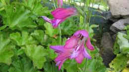 aquarium-von-frank-muth-naturnaher-folienteich-nur-noch-beispiel_die in Deutschland von aussterben bedrohte Sumpfgladiole (Gl