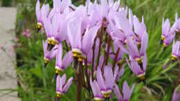 aquarium-von-frank-muth-naturnaher-folienteich-nur-noch-beispiel_Götterblume (Dodecatheon)