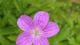 aquarium-von-frank-muth-naturnaher-folienteich-nur-noch-beispiel_Sumpf-Storchschnabel (Geranium palustris)