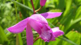 aquarium-von-frank-muth-naturnaher-folienteich-nur-noch-beispiel_Japanorchidee (Bletilla japonica), eine der am einfachsten z