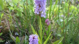 aquarium-von-frank-muth-naturnaher-folienteich-nur-noch-beispiel_übersehenes Knabenkraut (Dactylorhiza praetermissa)