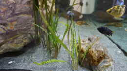 Foto mit Hammerschlag cryptocoryne (Cryptocoryne aponogetifolia