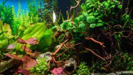 aquarium-von-herr-lampe-lampes-gesellschaftsbecken_2017 Anubias auf den Wurzeln