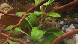 aquarium-von-yoshimaus-trichopsis-pumila-nur-noch-beispiel_Lobelia cardinalis mini