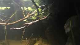 aquarium-von-der-steirer-dark-roots-aufgeloest_