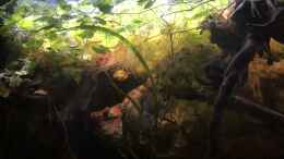 aquarium-von-der-steirer-dark-roots-aufgeloest_