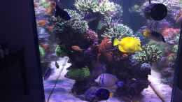 aquarium-von-joachim-dierl-becken-33714_